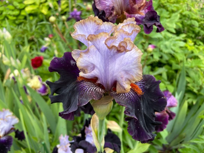 D94F29C2-FA43-452E-B340-1AE70F82600B - 01 Iriși 2023