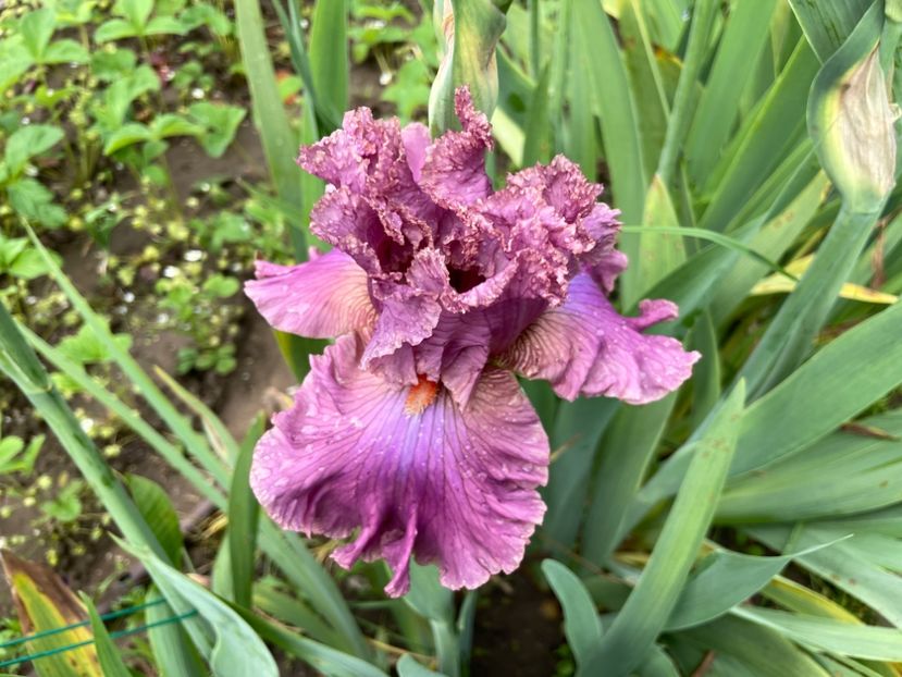 8CED1B29-1846-4B84-8EB1-0F075FC3860B - 01 Iriși 2023