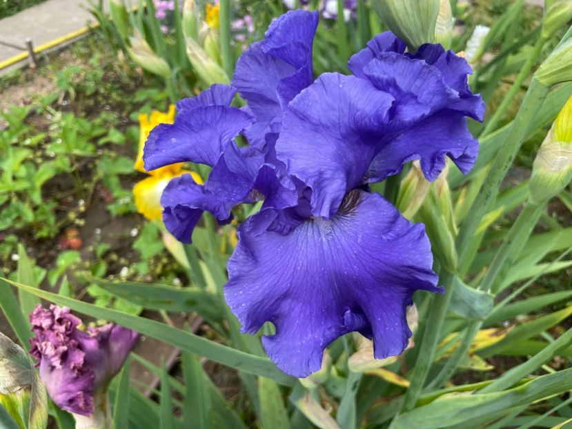 8359757B-F8B5-45DE-89ED-23A875A5F056 - 01 Iriși 2023