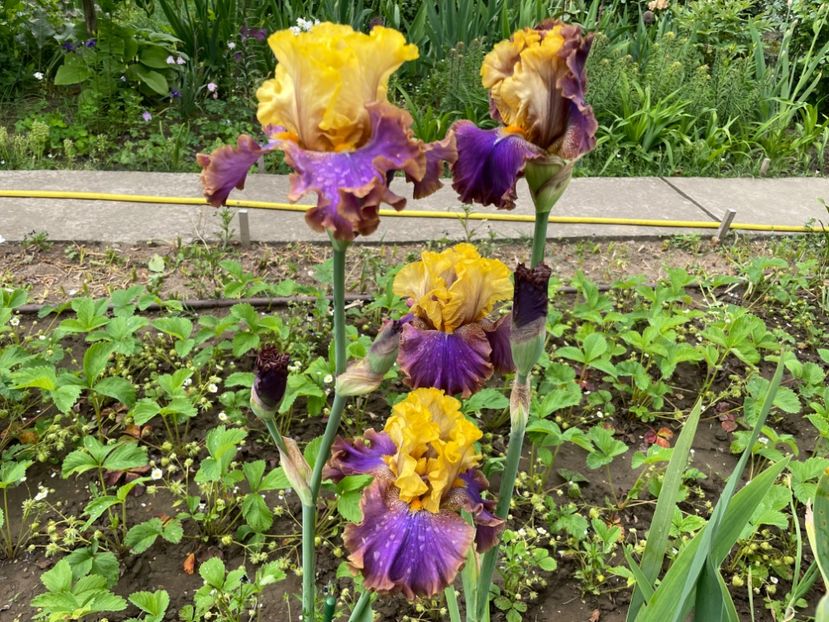 63E90BAB-33E0-4022-9249-B9B7A1F30AE0 - 01 Iriși 2023