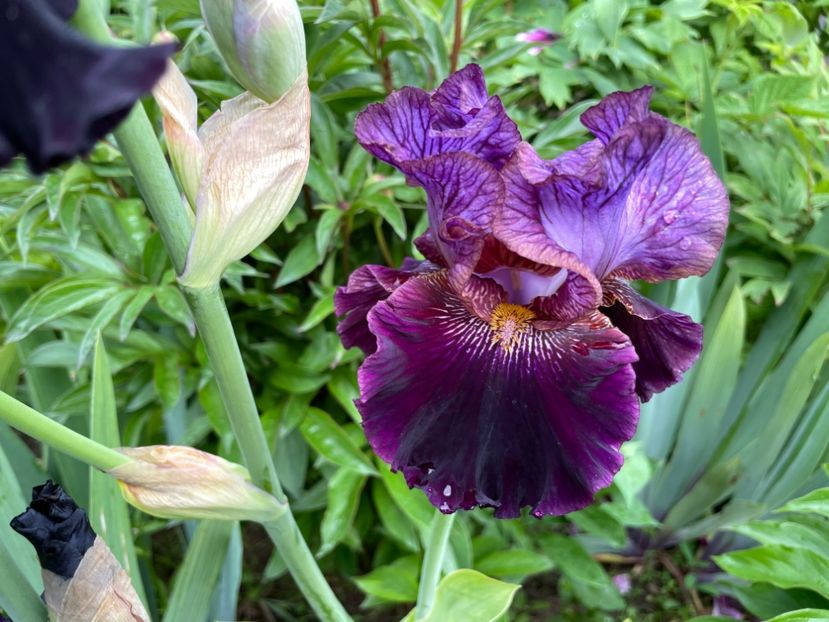 5C7335F4-241C-49C9-AAFD-BCDFB5BFF743 - 01 Iriși 2023