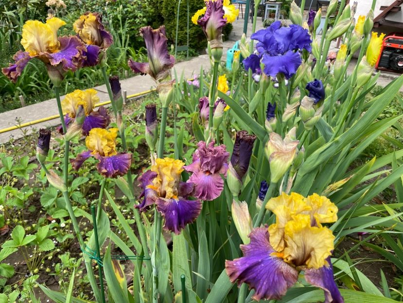 392A67EF-12CC-4E31-B664-84ADB15285E4 - 01 Iriși 2023