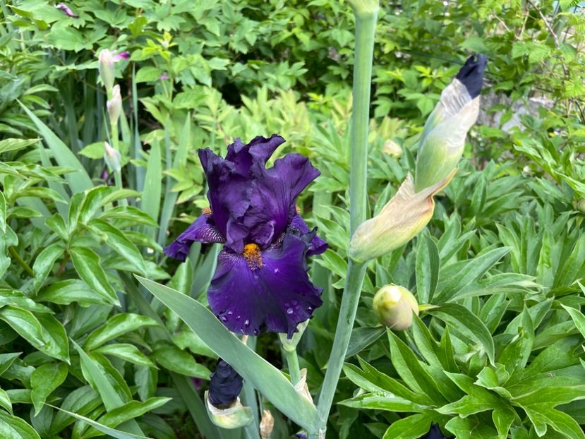 D9104C98-8A54-4ACC-8225-F13BB45E7D80 - 01 Iriși 2023