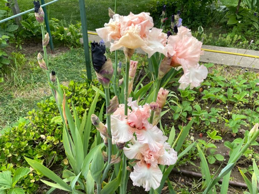 0960DC43-1C25-4EDE-9666-309298A293A7 - 01 Iriși 2023