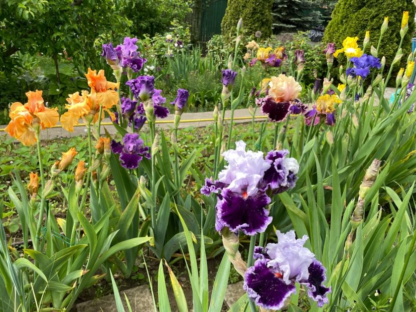 27D768F3-6DD0-4F6D-B291-E8F96E1C23FF - 01 Iriși 2023