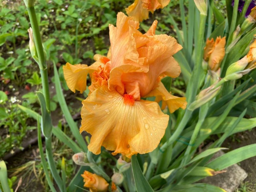 5CAF1FD5-7CBF-4612-A0BC-0AF9D102B91D - 01 Iriși 2023