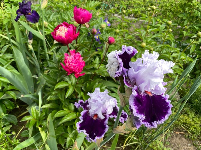 23CDF691-838C-4936-87FB-35935CCDB62D - 01 Iriși 2023