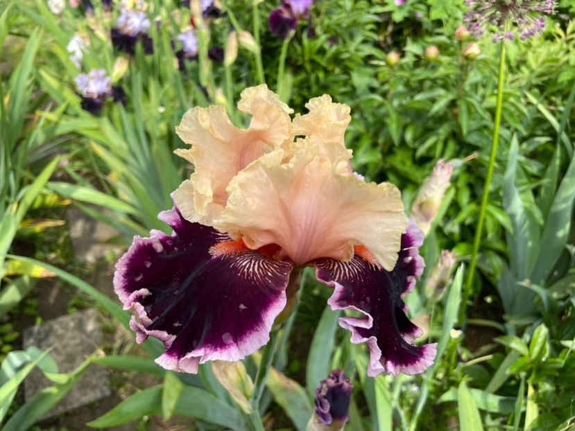 20D8D3EC-938A-42F3-B0DC-46ACB3DE4186 - 01 Iriși 2023