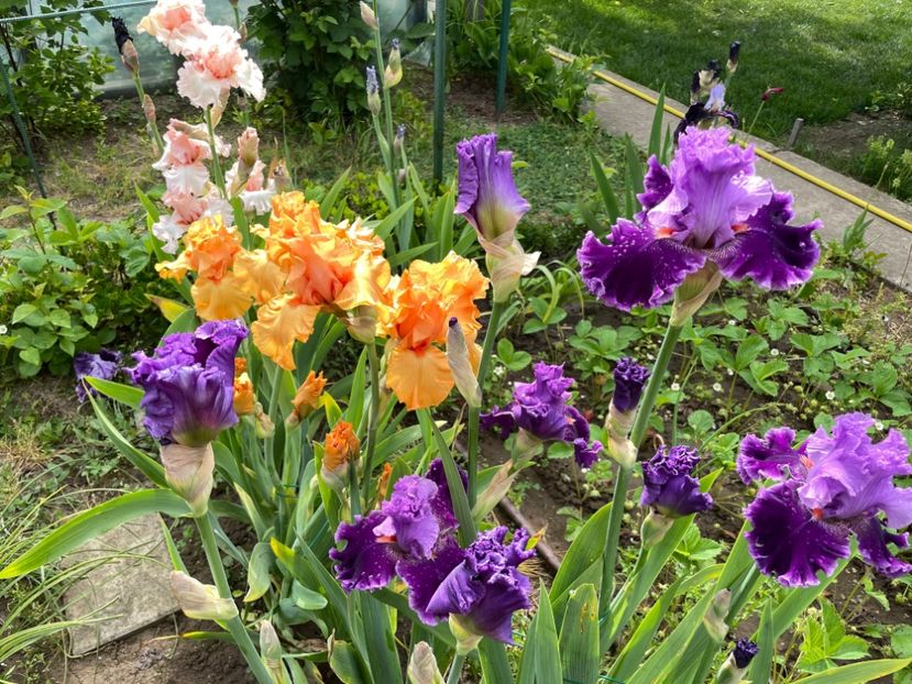 4C3CDEF3-97D2-4AB7-BD23-61A35172C63E - 01 Iriși 2023