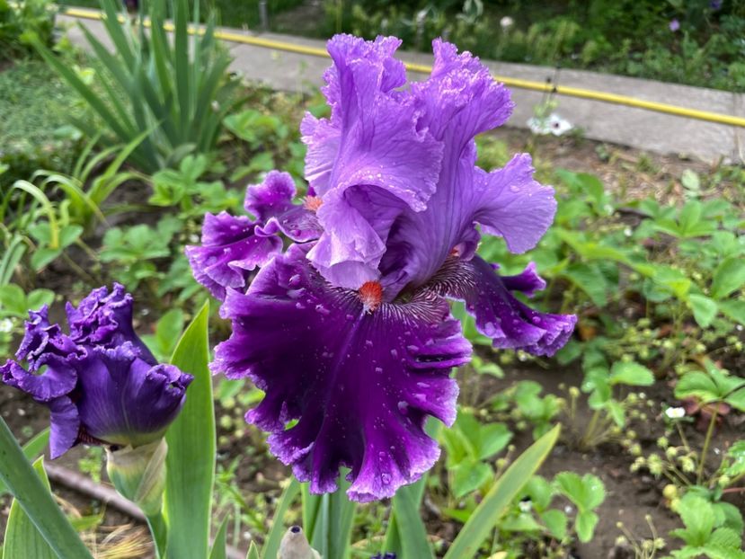 F9EDCC9A-CD83-4710-AC36-8340B4F6EFBA - 01 Iriși 2023