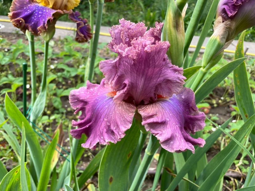 CADC8A40-20A5-46EC-B65A-F9E4B0F960CC - 01 Iriși 2023