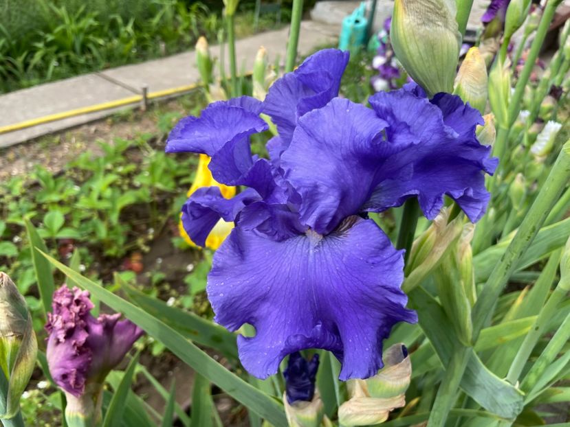 B9524B6E-070E-475F-A59D-DF313E74071F - 01 Iriși 2023