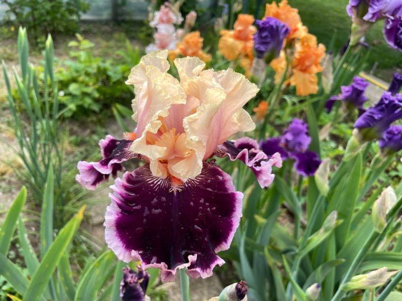 DC47D23D-34A8-4FAD-A82F-83CE532A45C5 - 01 Iriși 2023