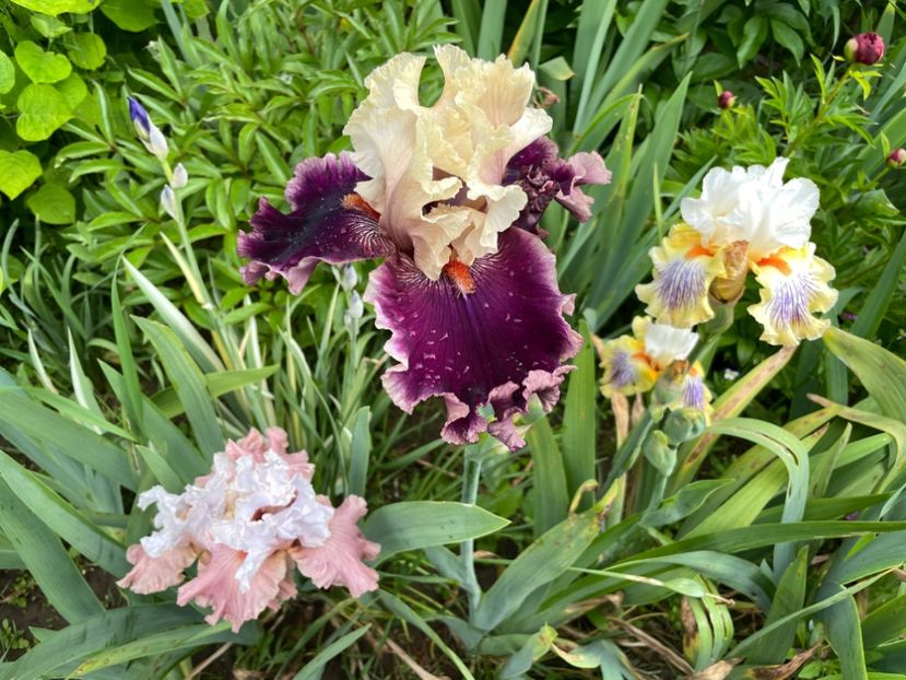 99E557D2-41FB-41A9-8F70-EF540C970BD9 - 01 Iriși 2023