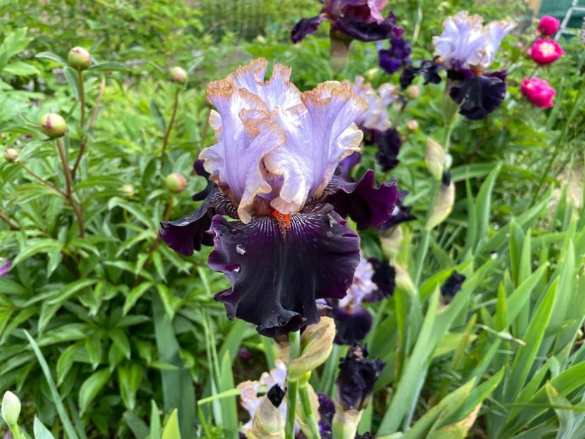 7AAEC2E4-4B17-45EC-AD25-8089B7F684AA - 01 Iriși 2023