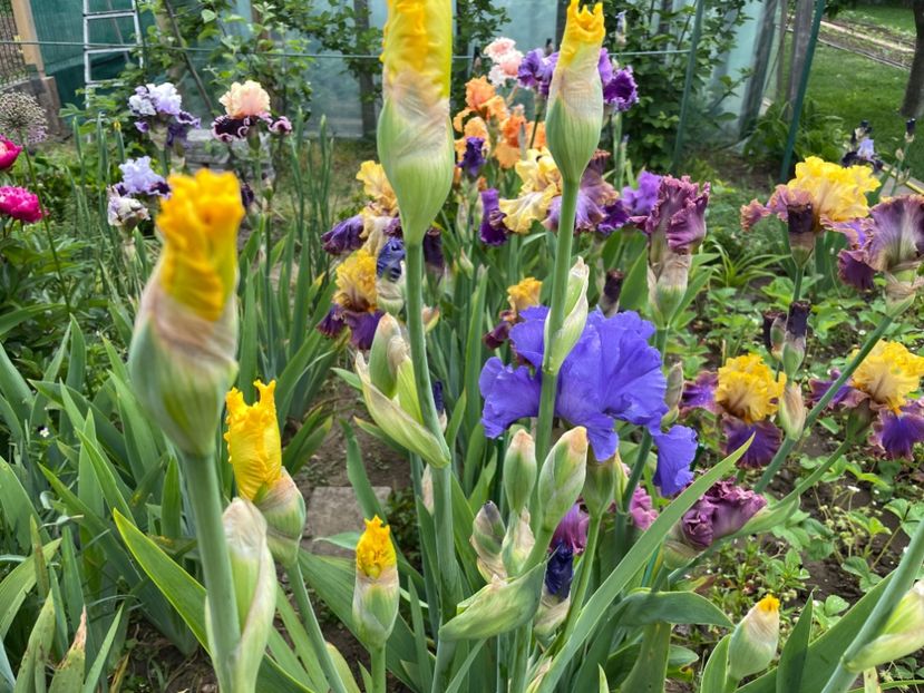 4F4C8B86-B55D-4403-9F54-329F91F9C386 - 01 Iriși 2023