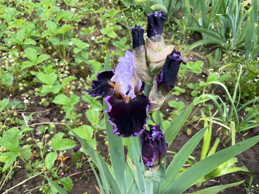 0D5D03F6-C01A-45FC-8FBD-13C4410725E7 - 01 Iriși 2023