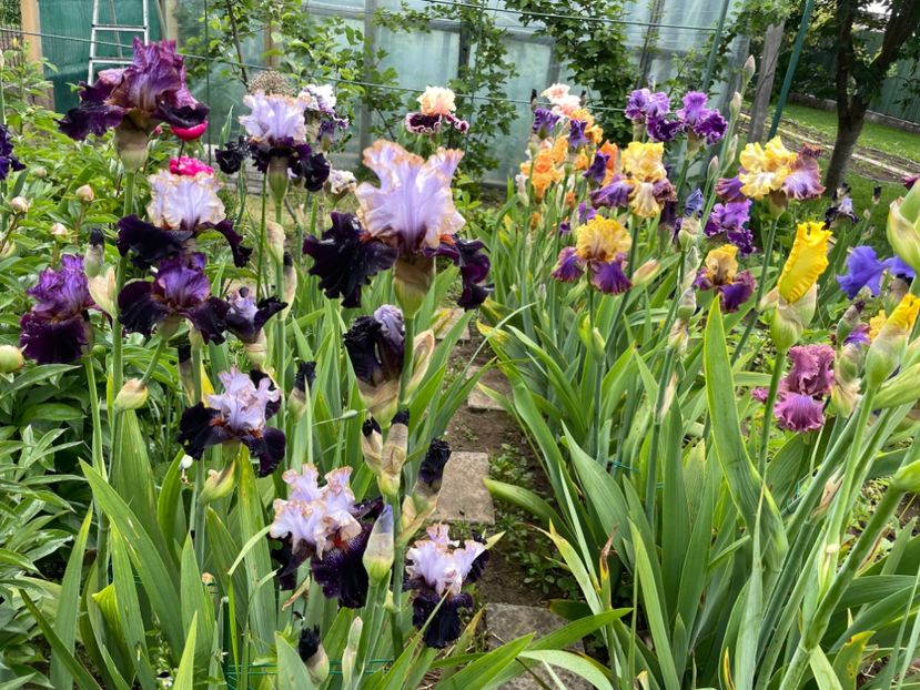 78FD084D-E6DA-4CED-9D83-464BAD17546B - 01 Iriși 2023