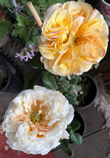 90889C2E-A07C-4EDD-B8AB-58F2765234FC - Noutati