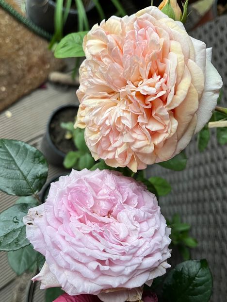 01F1E3A1-4638-4308-9BB6-75D25DFB877F - Noutati