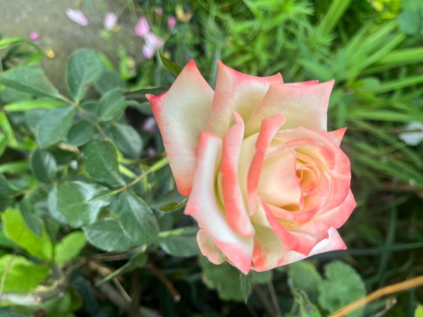 563A55A9-0096-495D-8355-7D99C69AA6A6 - Noutati