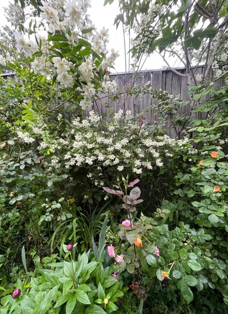 C7F95D7F-D668-4DFE-B24C-877B9464170D - Arbuști 2021-2023