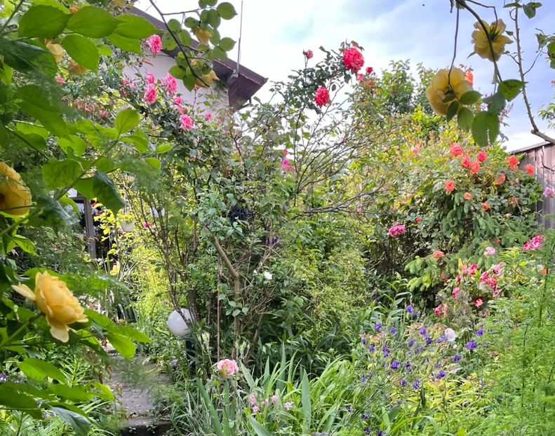 7CB015BB-E236-4A86-B862-AB19BC9FD510 - Trandafiri 2023