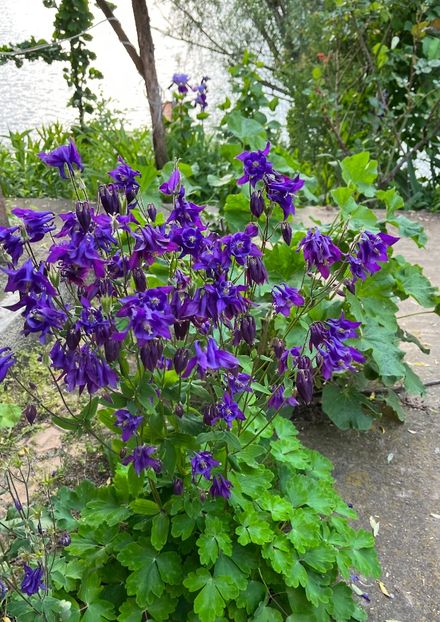 345D7AE1-C767-4E37-B048-1155E7994E67 - Caldaruse 2020-2023