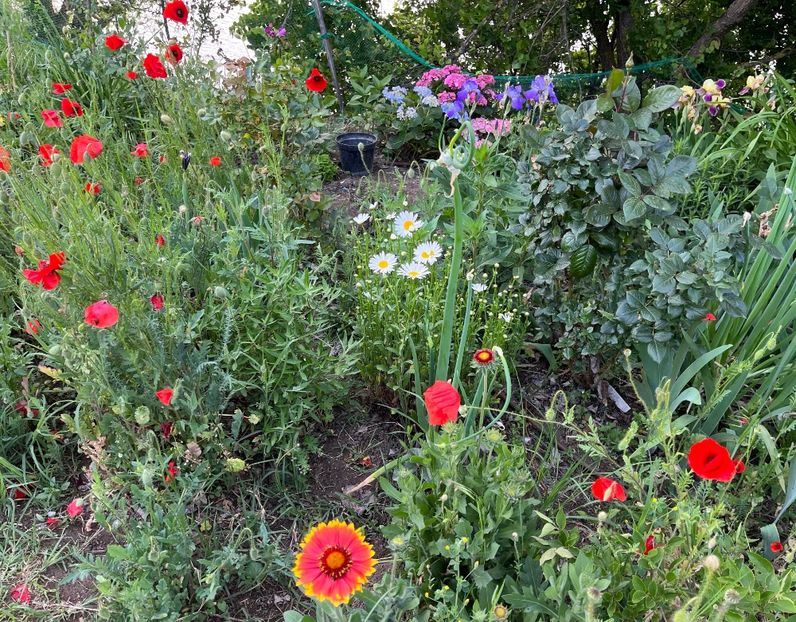 00A9C62D-00FD-42C3-AF95-FC00142317AB - Flori la Balta 2016 2023