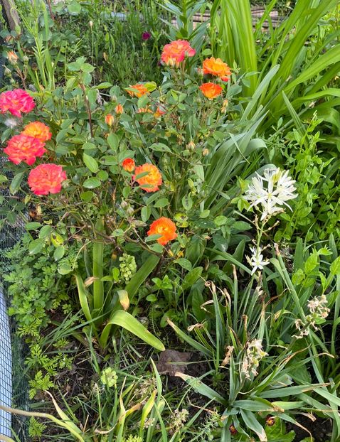 C3363B82-2765-4D28-A7F5-2AFBE1E60D6B - Trandafiri la balta 2023