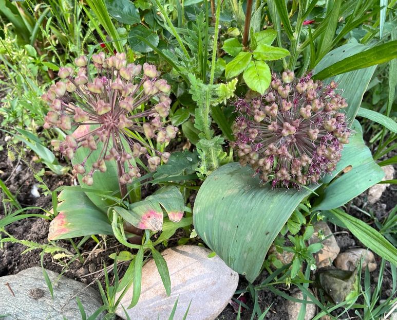 80F2AA1C-06F6-425C-A69F-6886F4D49D14 - Allium 2020 21 22