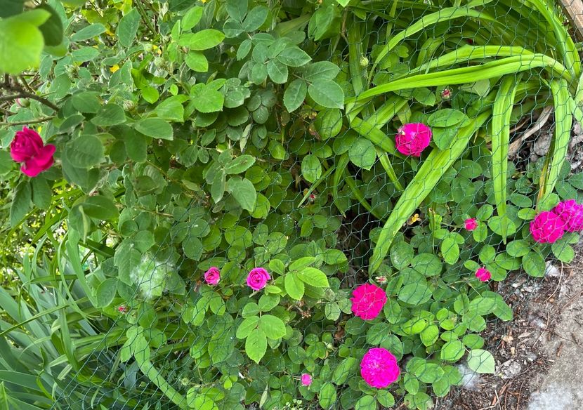 Rosé de recht - Trandafiri la balta 2023