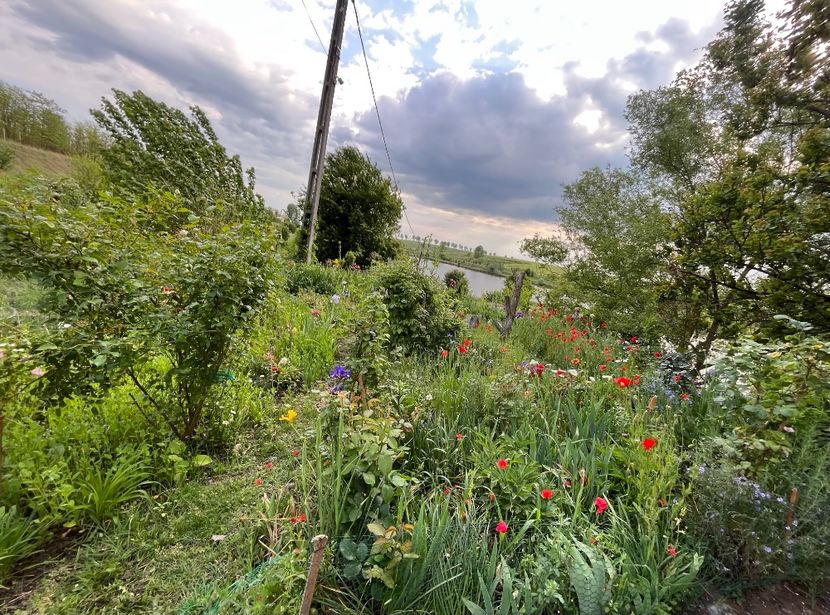 272BDD4A-7A08-4EBF-BC38-78F1BC77A06F - Flori la Balta 2016 2023