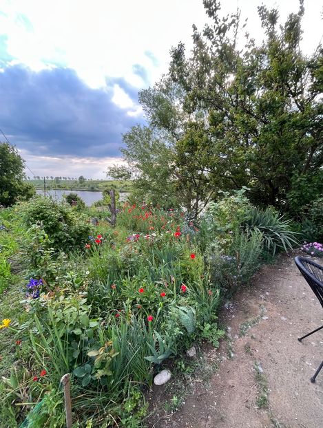 5E186B20-A021-45E6-9F72-DFB59EAC7349 - Flori la Balta 2016 2023