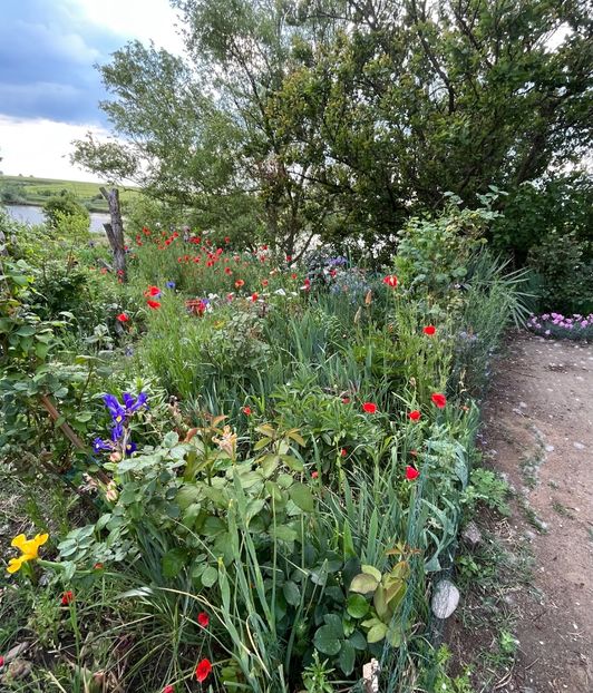 CEB20CBB-0FB6-4FAA-8A83-7AC7089D9010 - Flori la Balta 2016 2023