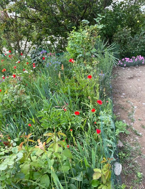 C7A5EDC7-F0EE-4733-A407-C1B25B90E4A7 - Flori la Balta 2016 2023