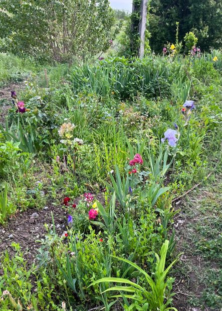 4AC6EF38-C0DB-473D-B57E-76BAA7A6C152 - Flori la Balta 2016 2023