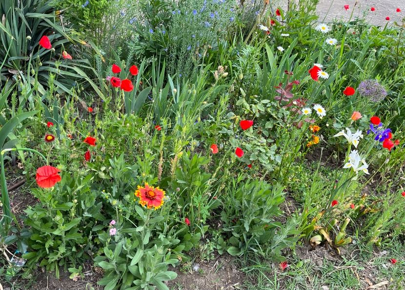 1DAD007A-D757-4BFA-AF57-0B9DE056BA71 - Flori la Balta 2016 2023