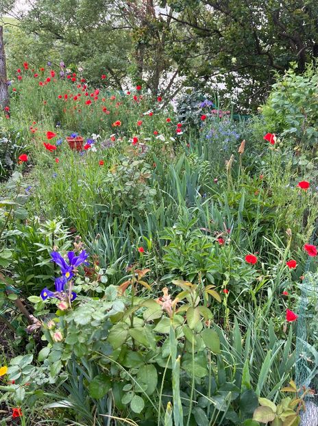 E6941D31-0252-4F7D-9E99-5E00934524CC - Flori la Balta 2016 2023