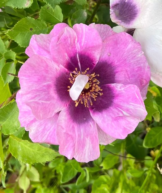 Eyes for you - Trandafiri la balta 2023