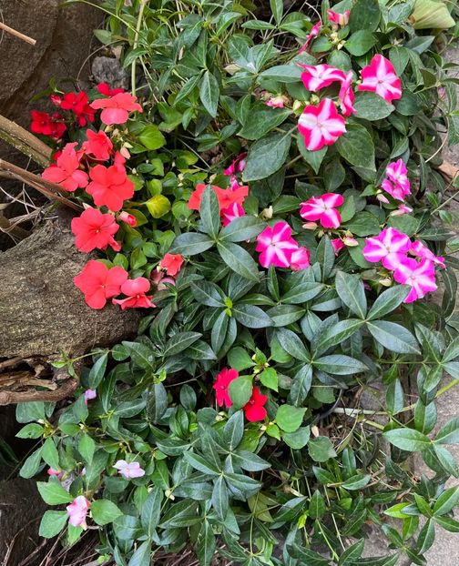 FA136089-3864-4C20-8EBA-13F3A6DA2AEE - Flori 2022 2023