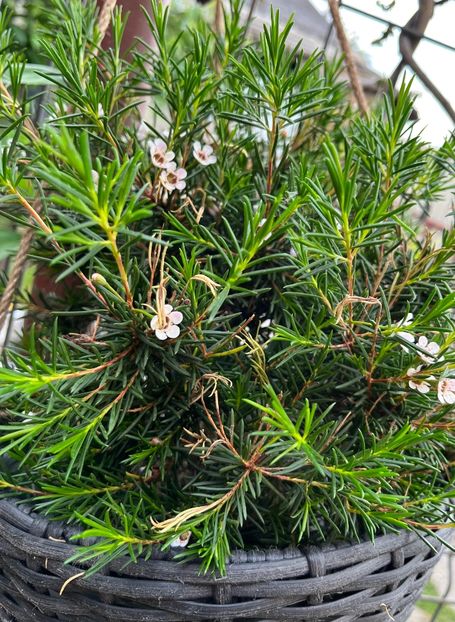 AFD503EC-CB88-49EE-82E3-655B84D41F34 - Flori 2022 2023