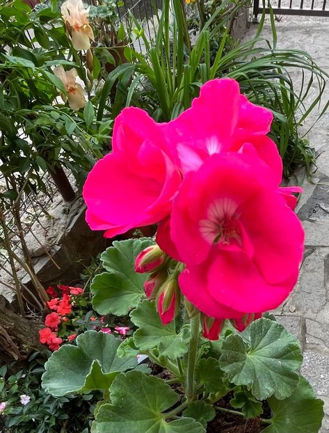 5CD50BC2-0C8C-4BDF-91C3-238BCADD2FCE - Muscate