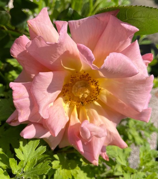 Compassion Austin - Trandafiri 2023