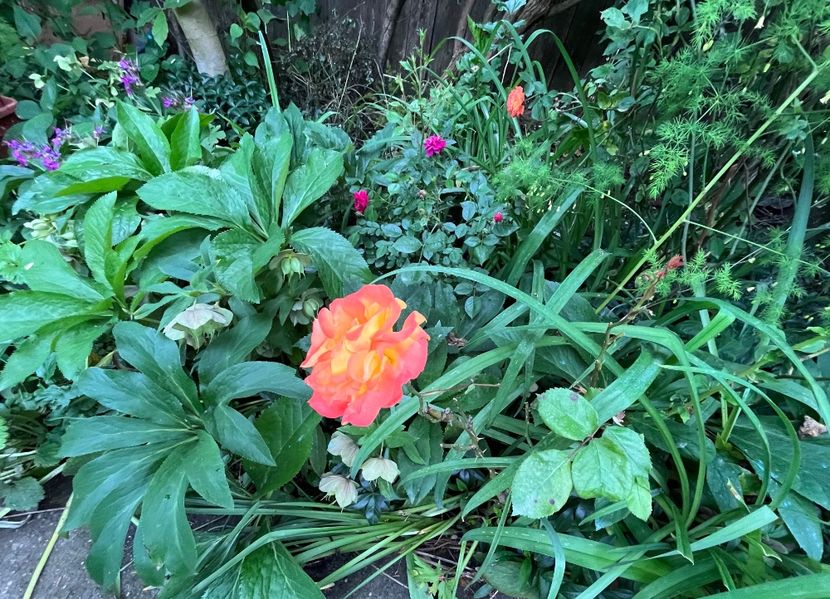 F0DDD19B-77CD-42D9-A2C2-C7F3FBE4CD37 - Trandafiri 2023