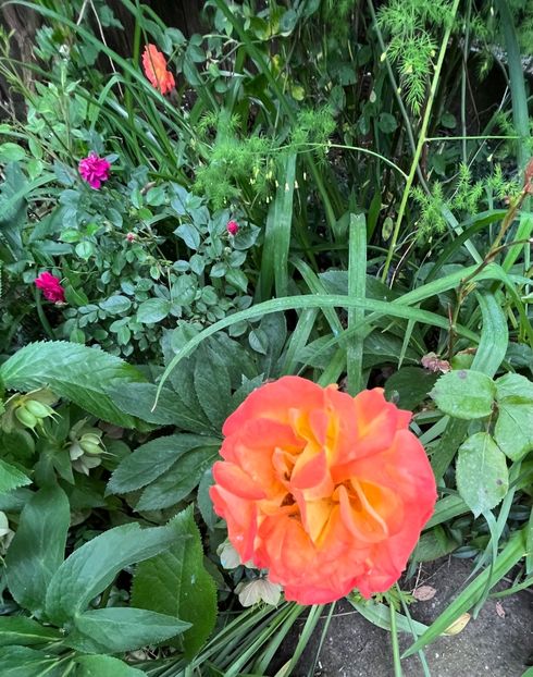 0FA3C68A-A879-41A5-8C8B-D2F6835EB702 - Trandafiri 2023