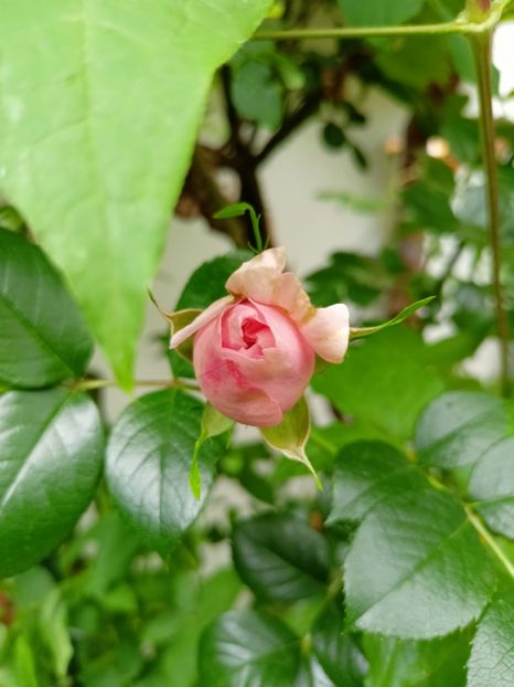  - Grădina 2023 continuare 2