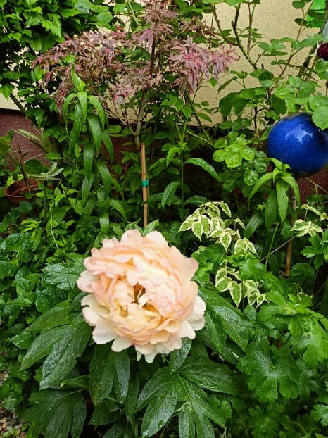 Coral Sunset - Grădina 2023 continuare 2