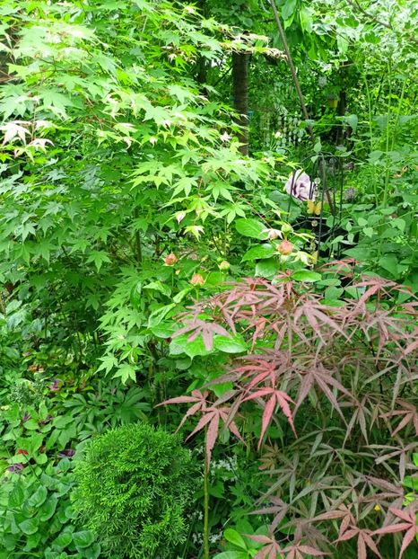  - Grădina 2023 continuare 2