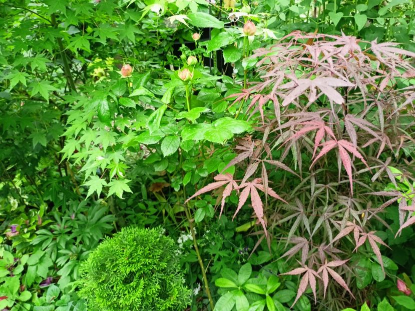  - Grădina 2023 continuare 2